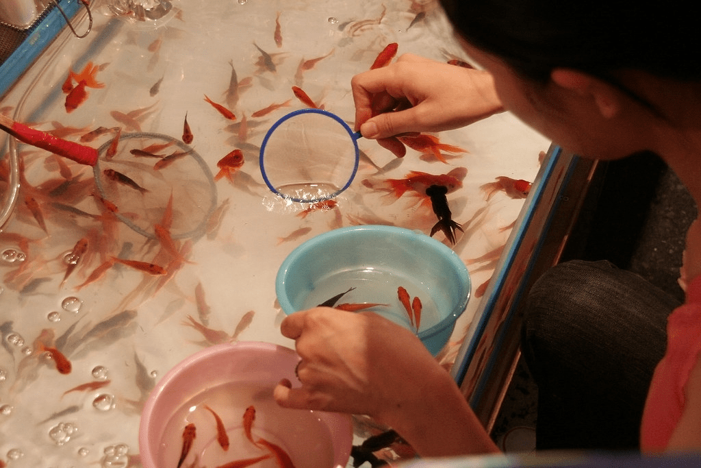 Kingyo sukui
goldfish scooping